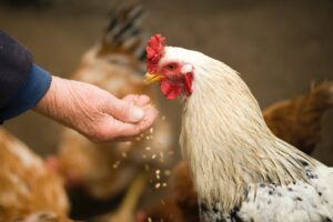 gallina siendo alimentada